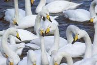 Whooper        Swans