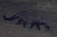 Photograph of a Civet walking Civettictis Civetta