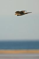 Sparrowhawk (Accipiter nisus) hunting waders over Playa de Los Lances, Tarifa in the early morni...