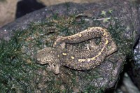 : Calotriton asper castamouliensis; Pyrenean Brook Salamander