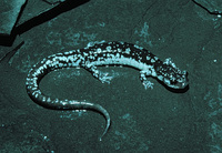 : Plethodon fourchensis; Fourche Mountain Salamander