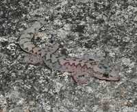 : Oedura lesueurii; Lesueur's Velvet Gecko