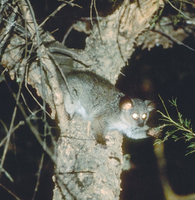 Thick-tailed bushbaby (Otolemur crassicaudatus)
