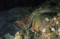Petromyzon marinus, Sea lamprey: fisheries
