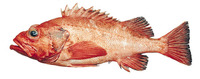 Sebastes aleutianus, Rougheye rockfish: fisheries