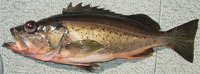 Sebastes brevispinis, Silvergray rockfish: fisheries