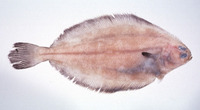 Glyptocephalus stelleri, Blackfin flounder: fisheries