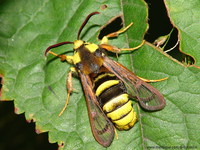Sesia apiformis - Hornet Moth