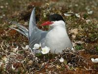 Sterna paradisaea - Arctic Tern