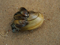 Image of: Dreissena polymorpha (zebra mussel), Unionidae
