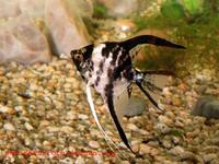 Pterophyllum scalare - Black Angelfish