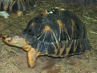 Astrochelys radiata - Radiated Tortoise