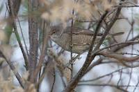 Barred Warbler (Sylvia nisoria) photo