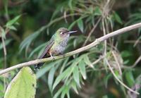 Mountain Avocetbill (Opisthoprora euryptera) photo