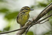 Yellow-browed Antbird - Hypocnemis hypoxantha