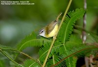 Yellow-bellied Warbler - Abroscopus superciliaris