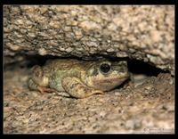 : Bufo punctatus; Red-spotted Toad