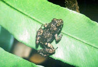 : Phrynobatrachus ungujae; Zanzibar Dwarf Puddle Frog