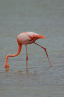 : Phoenicopterus ruber; Greater flamingo