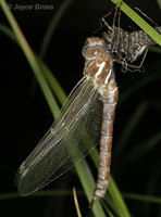 : Aeshna sp.; Mosaic Darner