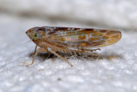 : Allygianus sp.; Leaf Hopper