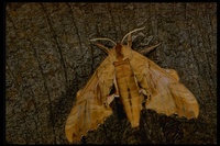 : Hyalophorus crecropea; Crecropia Moth