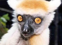 photograph of Golden-crowned Sifaka