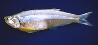 Pterengraulis atherinoides, Wingfin anchovy: fisheries