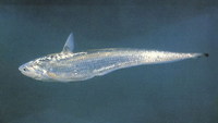Coilia nasus, Japanese grenadier anchovy: fisheries