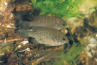 Lepomis symmetricus, Bantam sunfish: