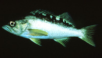 Sebastes serranoides, Olive rockfish: gamefish