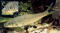 Leuciscus leuciscus, Common dace: gamefish, bait
