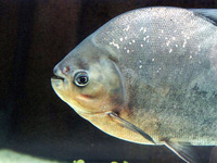 Piaractus brachypomus, Pirapitinga: fisheries, aquaculture, aquarium