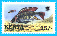 Haplochromis cinctus, :