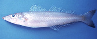 Sillago robusta, Stout sillago: fisheries