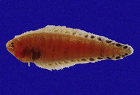 Symphurus callopterus, Chocolate tonguefish: fisheries