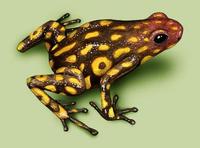 Image of: Dendrobates histrionicus (harlequin poison dart frog)