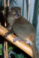 Hapalemur simus - Greater Bamboo Lemur