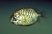 Monocentris japonica - Dick Bride-groom Fish