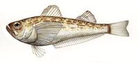 Image of: Arctoscopus japonicus (sailfin sandfish)