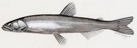 Image of: Thaleichthys pacificus (eulachon)