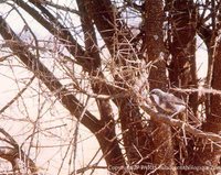 Northern Pied-Babbler - Turdoides hypoleucus