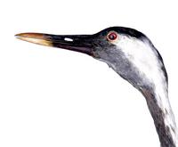 검은목두루미 Common Crane | Grus grus