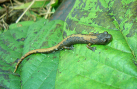 : Bolitoglossa bramei; Brame's Web-footed Salamander