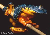 : Cruziohyla craspedopus