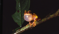 : Dendropsophus sarayacuensis