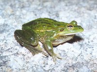 : Litoria raniformis; Growling Grass Frog