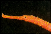 : Solegnathus spinosissimus; Spiny Seadragon