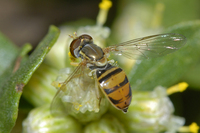 : Toxomerus marginatus; Hover Fly