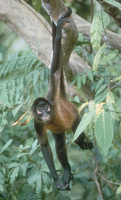 Geoffroy's spider monkey (Ateles geoffroyi)